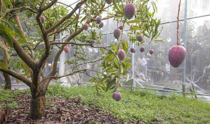 红叶石楠球种植间距 1.5米红叶石楠种植间距