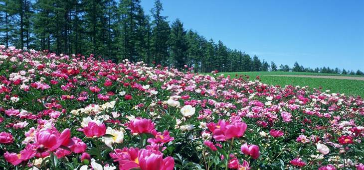 北方室内最建议买的木本花卉 室内种什么植物最好