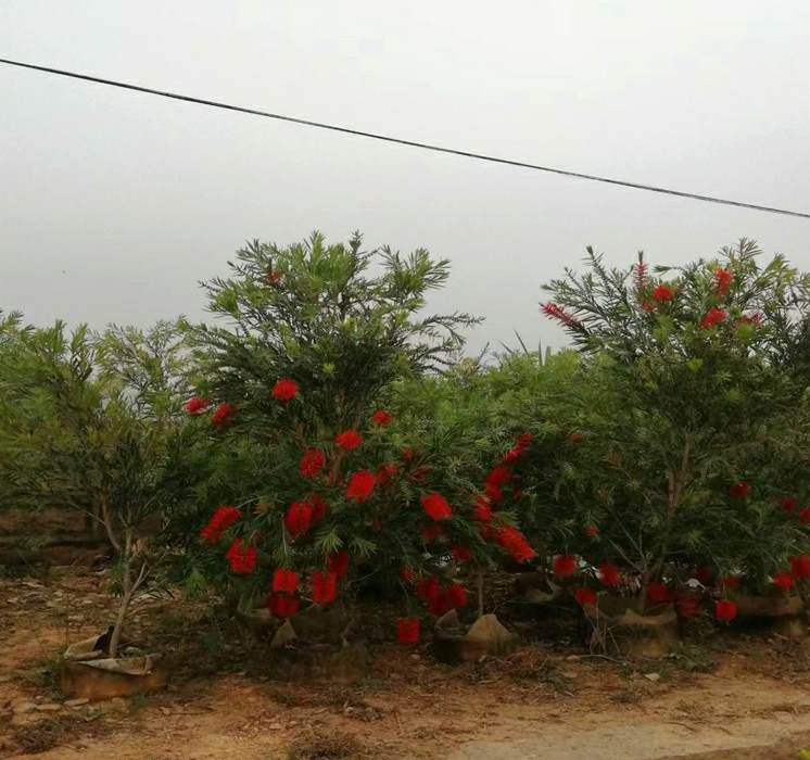 皂角树的种植前景如何 33种园林绿化树种