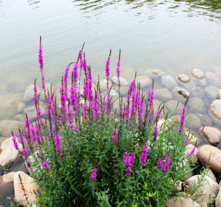 木槿花夏天可以剪枝吗 木槿花修剪方法图解