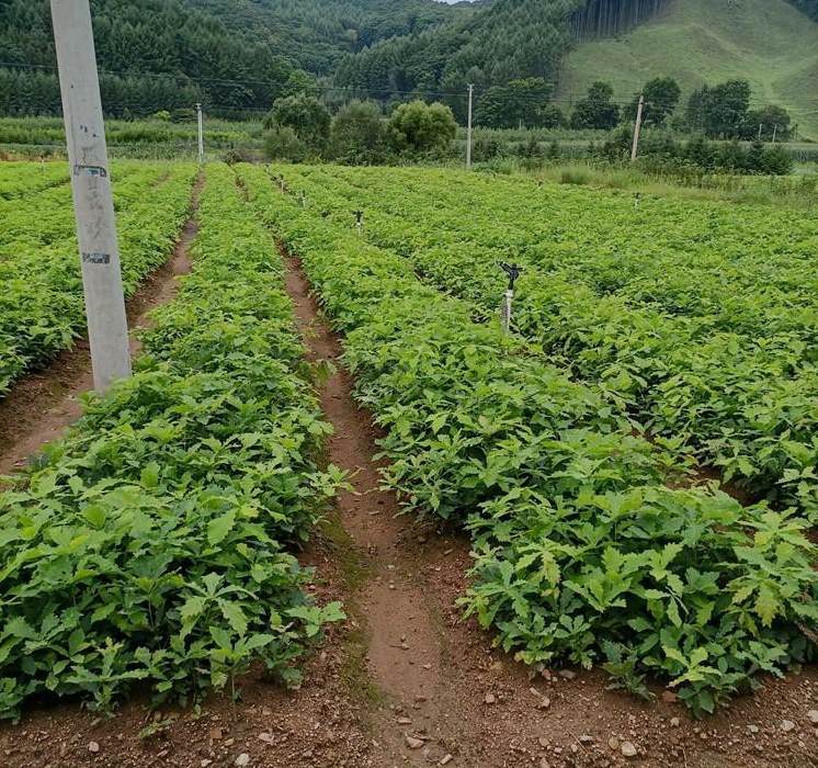 薰衣草最佳观赏时间 8月薰衣草还开吗