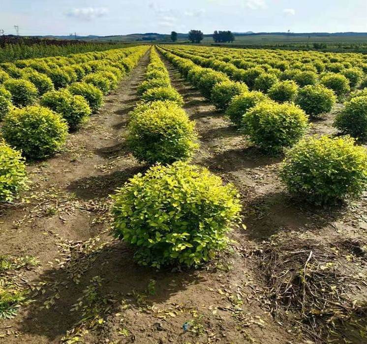 最适合家庭养殖的绿植花卉排行榜 住楼房养什么花好