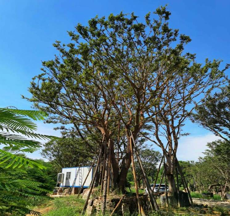 桑树的花是什么样子的 桑树花的功效与作用及食用方法