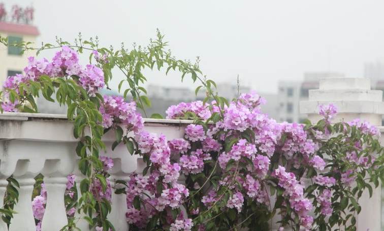 花卉大全室内盆栽花卉 种花的花盆