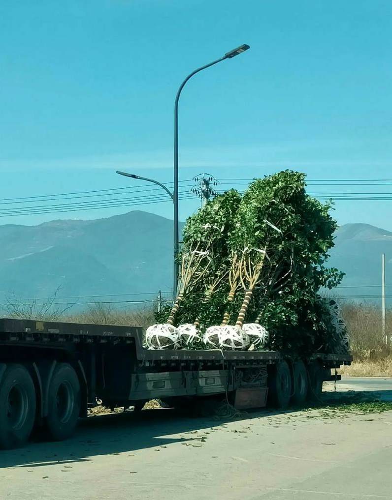 寓意好的花卉植物 花卉类八种分类