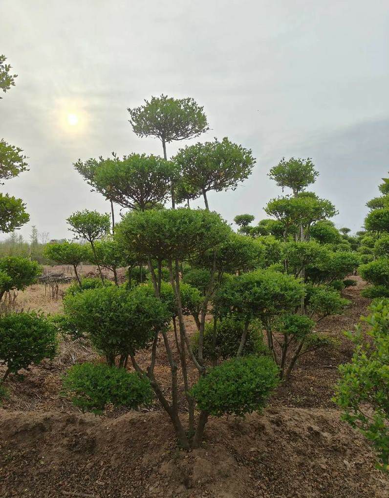 水杉树市场价多少一方 红豆杉种植条件要求