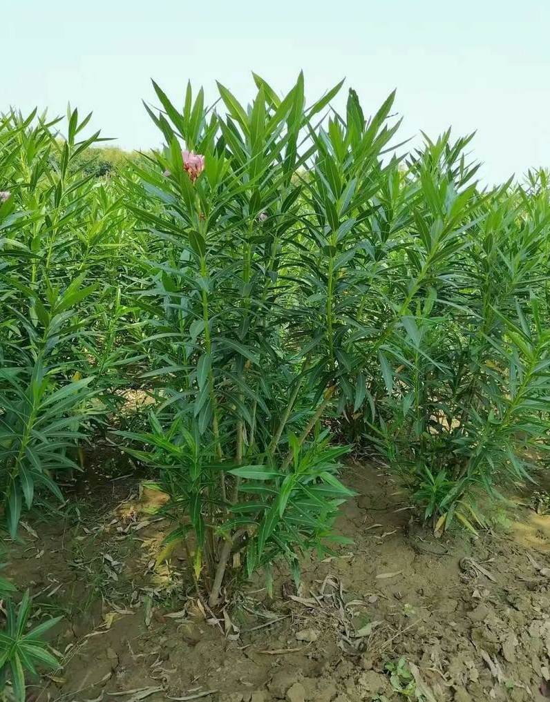 草莓花期施什么肥最好 草莓开花了还能施肥吗