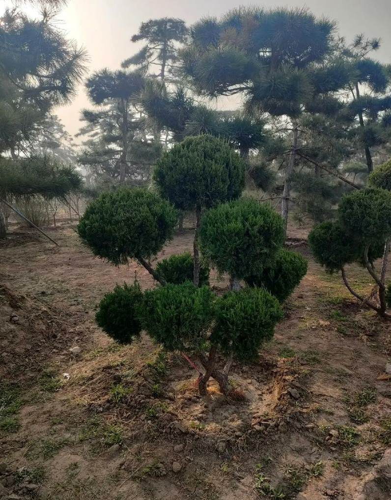 植物配置设计说明 庭院植物配置