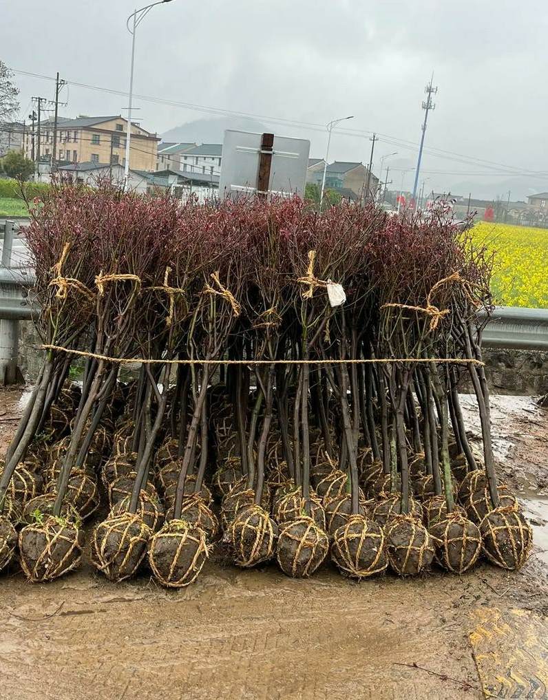 室内养什么花草除异味 房间里有异味放什么植物最好