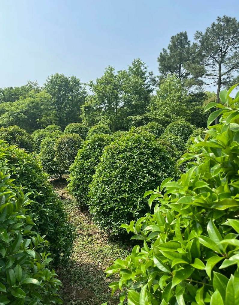 植物设计主题有哪些 景观风格有哪些