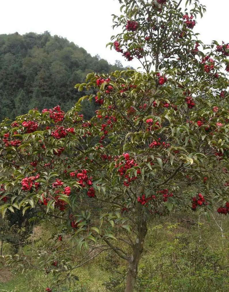 玫瑰花什么价格 玫瑰花的价格大概在多少