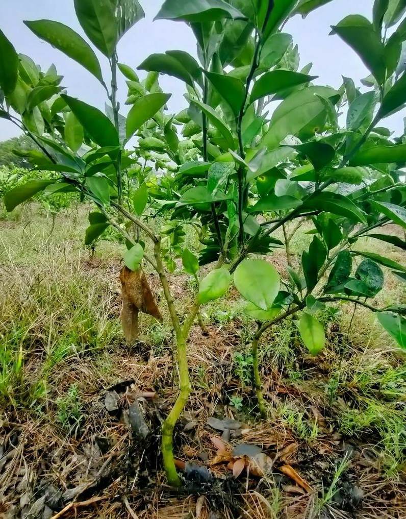 适合水培的花卉有哪些 花卉利润大吗