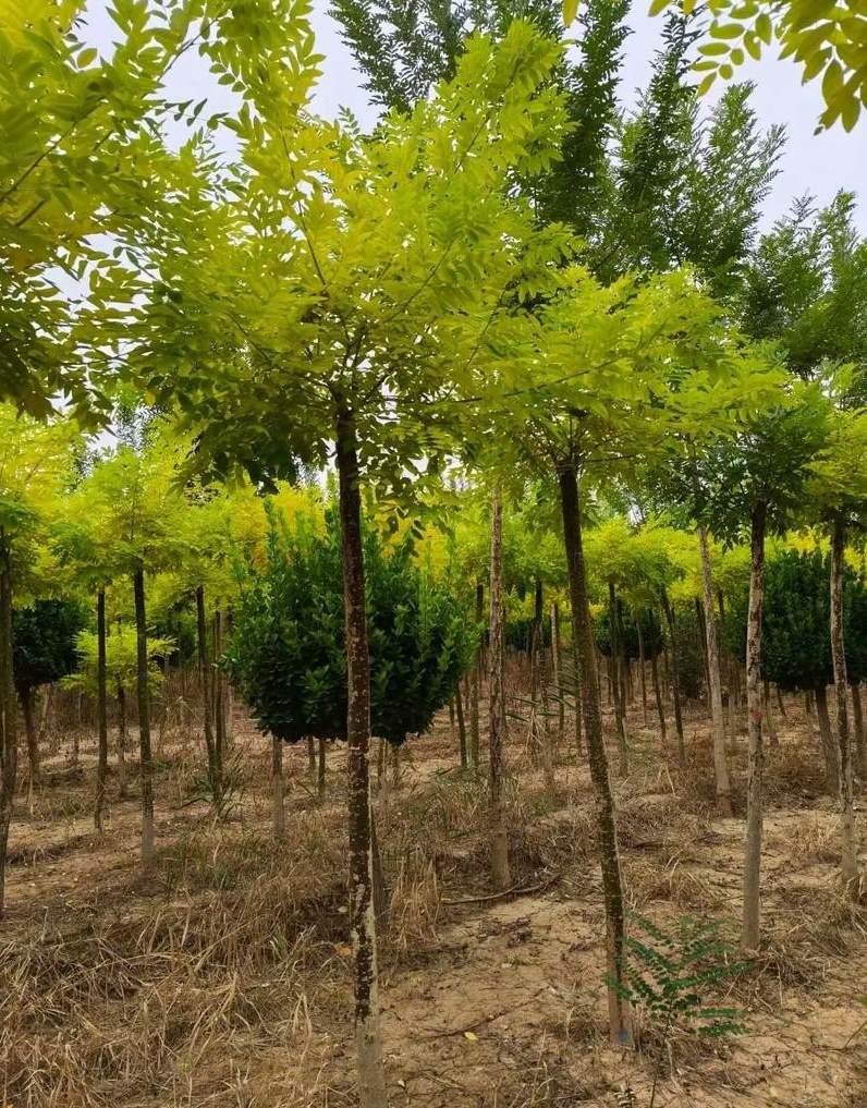 水培植物用什么药片当肥料 肥料是要泡水还是直接用