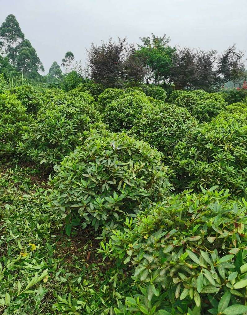 荷兰铁树太高了怎么办 家里养荷兰铁树好吗