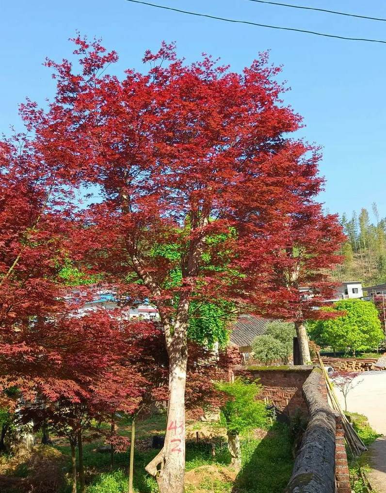 芭蕉树有几个品种 香蕉和芭蕉是一个品种吗