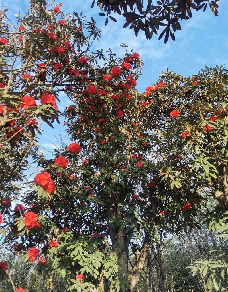 花卉学属于什么专业 文化旅游专业在哪个学科