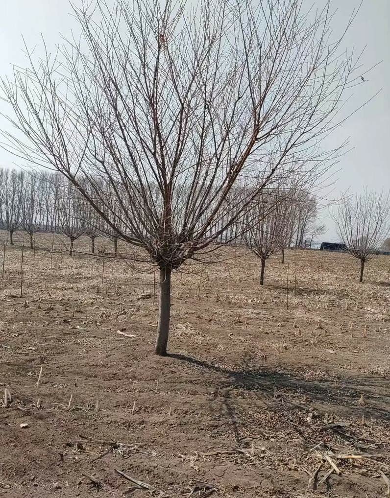 郑州花卉种植基地在哪里 绿植花卉租赁租摆公司