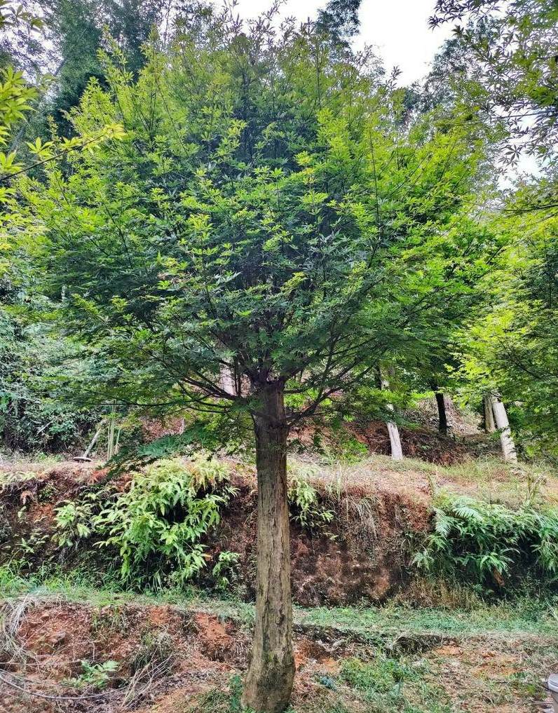 庭院花园植物搭配方案 小区门口绿化景观设计