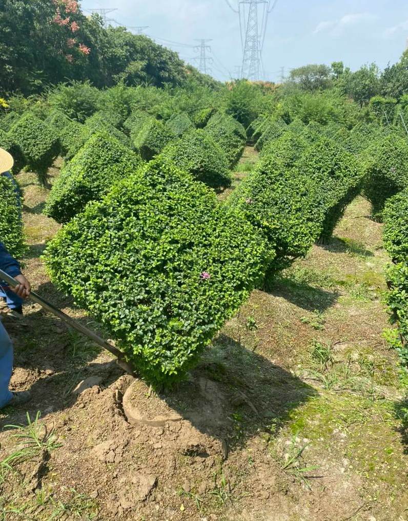 胡杨树适合种什么地区 胡杨什么季节种植最好