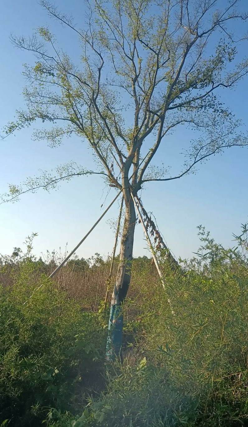 杜梨树能活多少年 杜梨树最经典的一句话