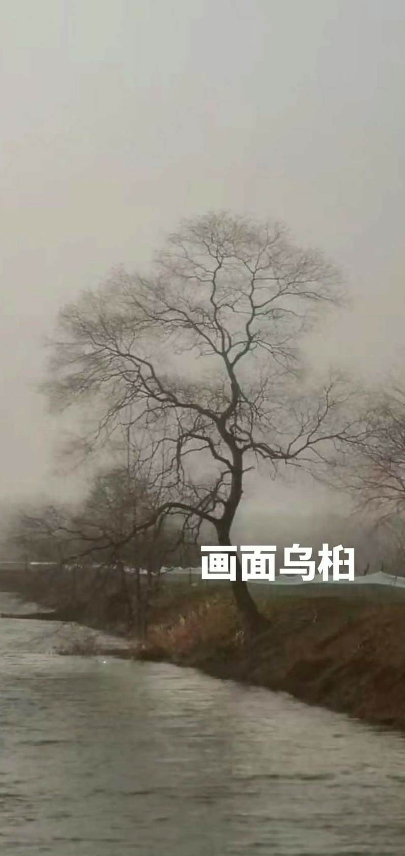 紫薇盆景什么时候换盆 罗汉松盆景怎么养