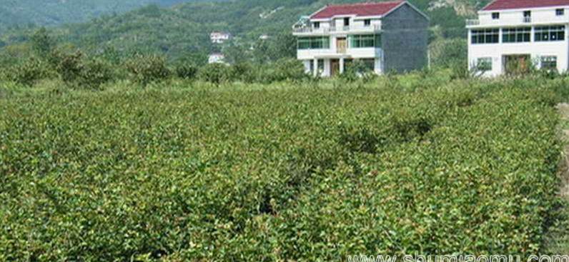 园林设计的特点 环境设计和风景园林区别