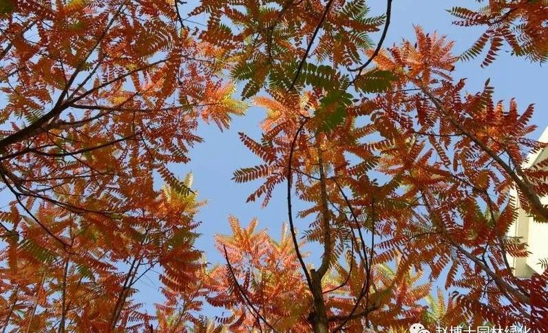 英国景观设计专业大学排名 北京林业大学有风景园林吗