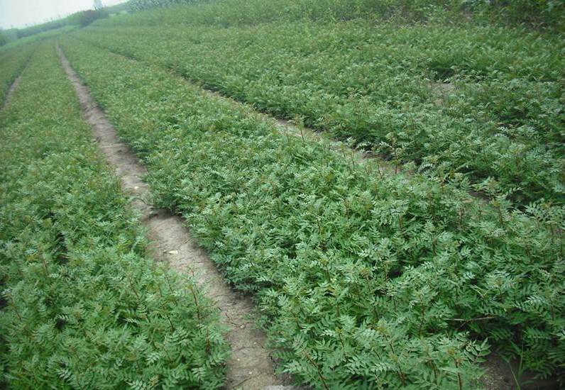 河北辣椒基地在哪里 胡椒树苗可种植地方