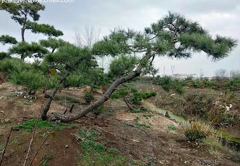 胡萝卜的生长过程是怎样的 胡萝卜开花结籽的图片