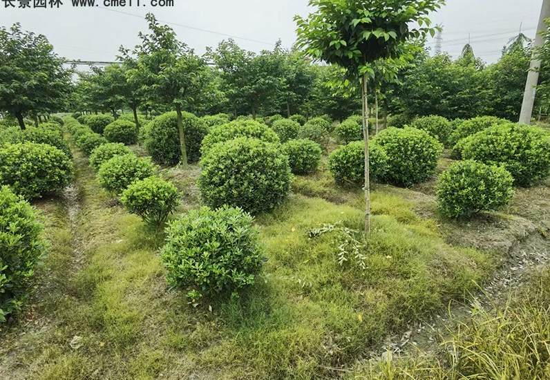 花卉景观摆放的图片 花园绿植布置效果图