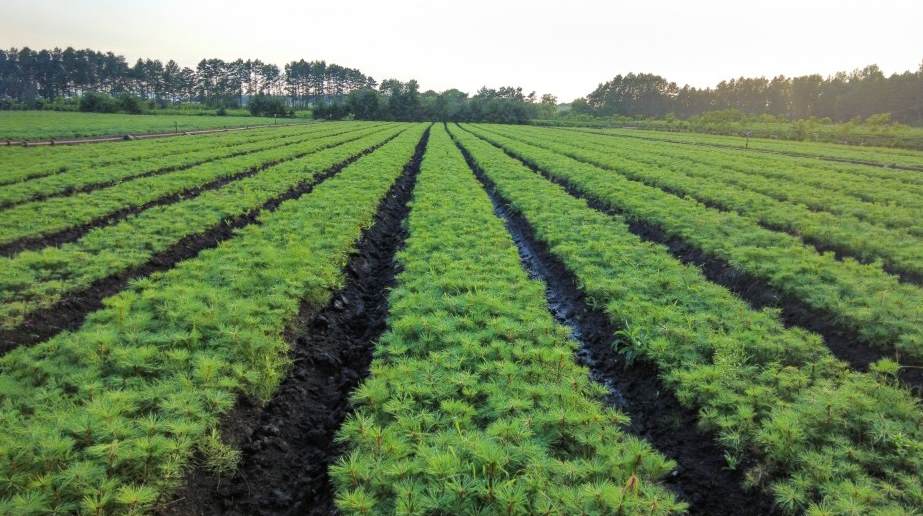 植物的叶子干枯了怎么办 金花茶新叶新芽干枯