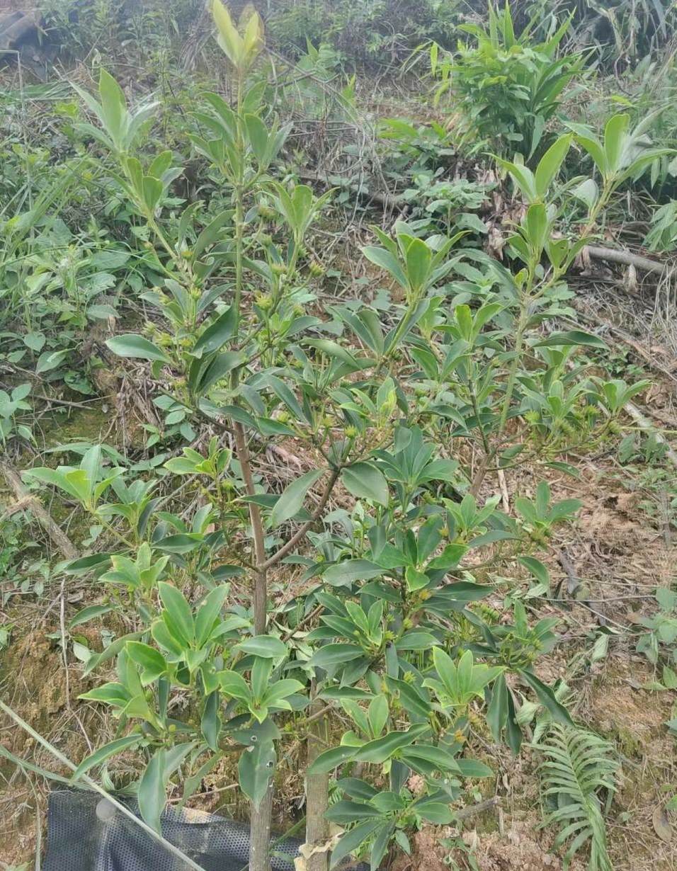 植物净化空气的原理 可净化空气的植物