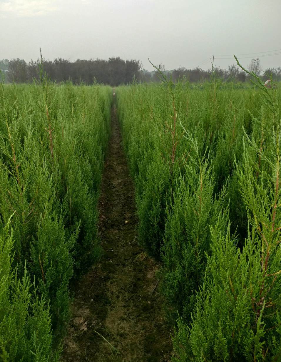 樱花树用什么肥料最好 像樱桃的一样的果实是什么花