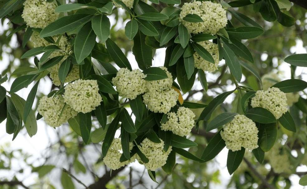 室外观叶植物名称大全 常见的室内观叶植物