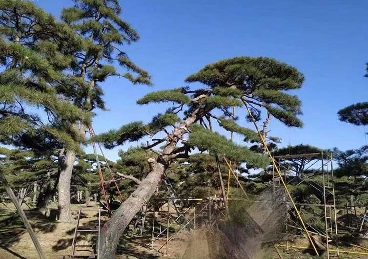 黑松造型树