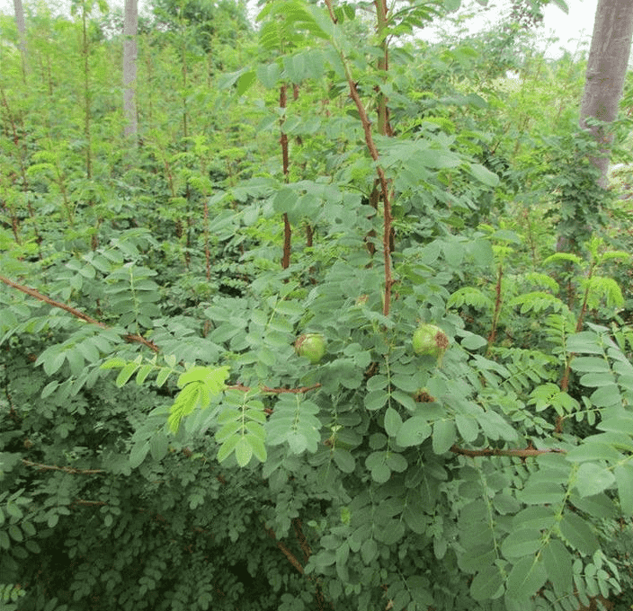 刺玫盆栽苗