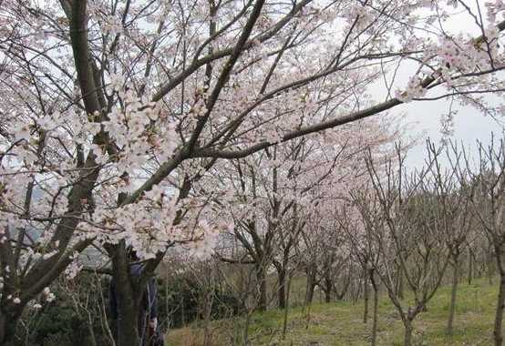 染井吉野樱花