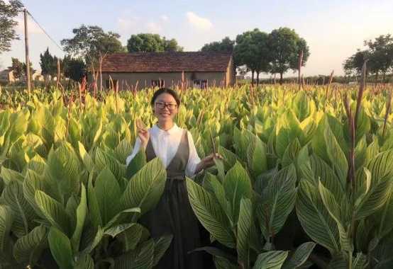 花叶美人蕉