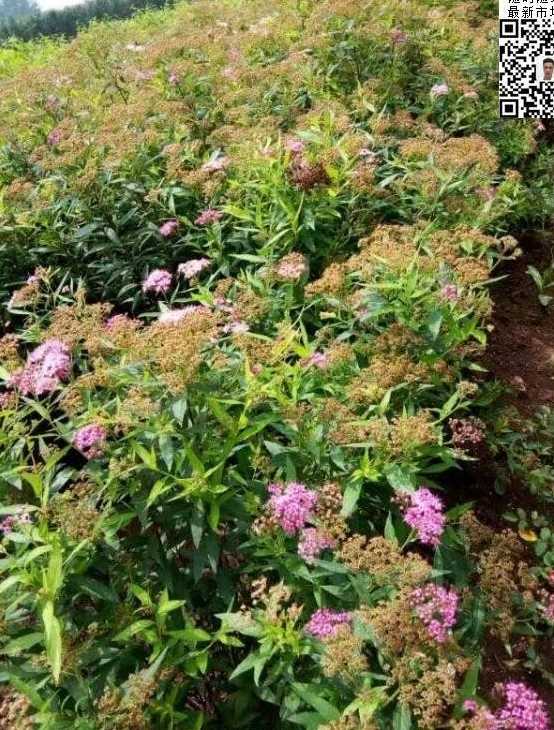 粉花绣线菊