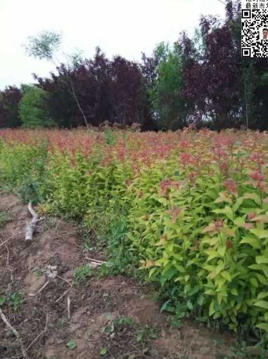 粉花绣线菊