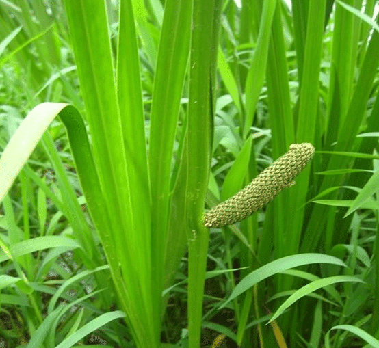 水菖蒲