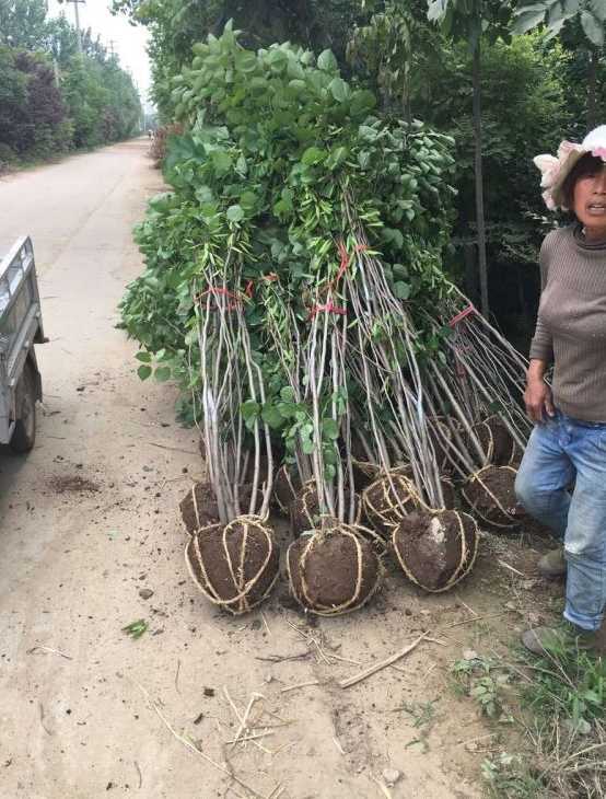 紫荆树