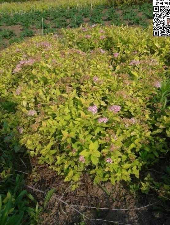 粉花绣线菊