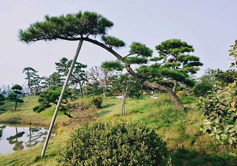 黑松造型树