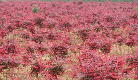 中国红枫