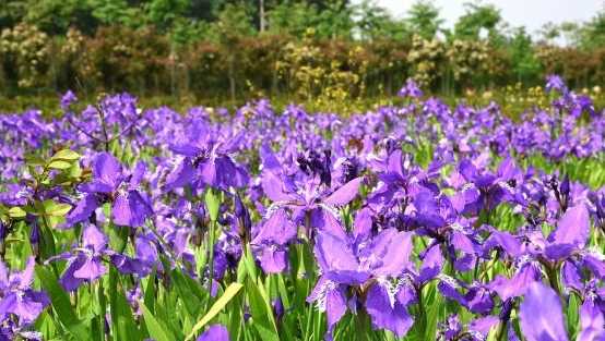 鸢尾花