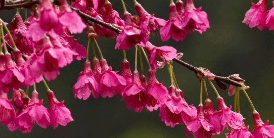 山樱花