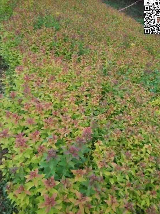 粉花绣线菊