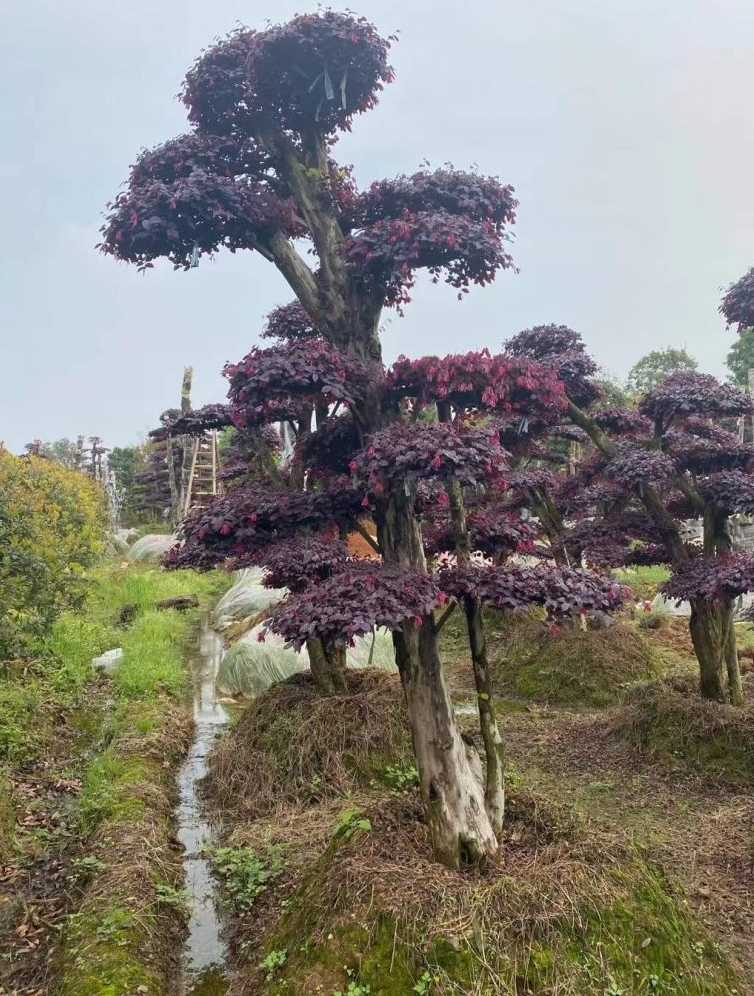 造型红花继木