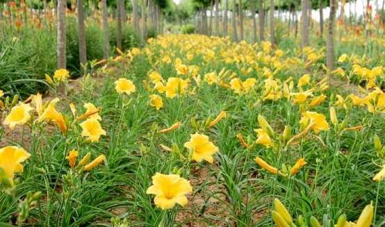 黄花萱草